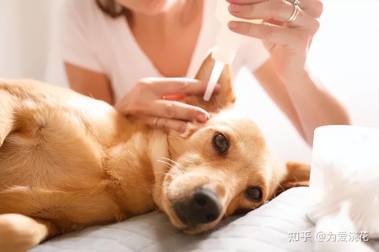 宠物犬冬季养护知识介绍 狗狗冬季养护知识