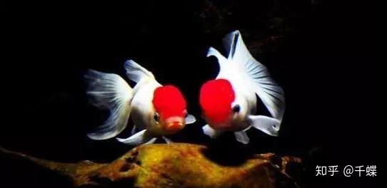 如何养金鱼不会死 知乎