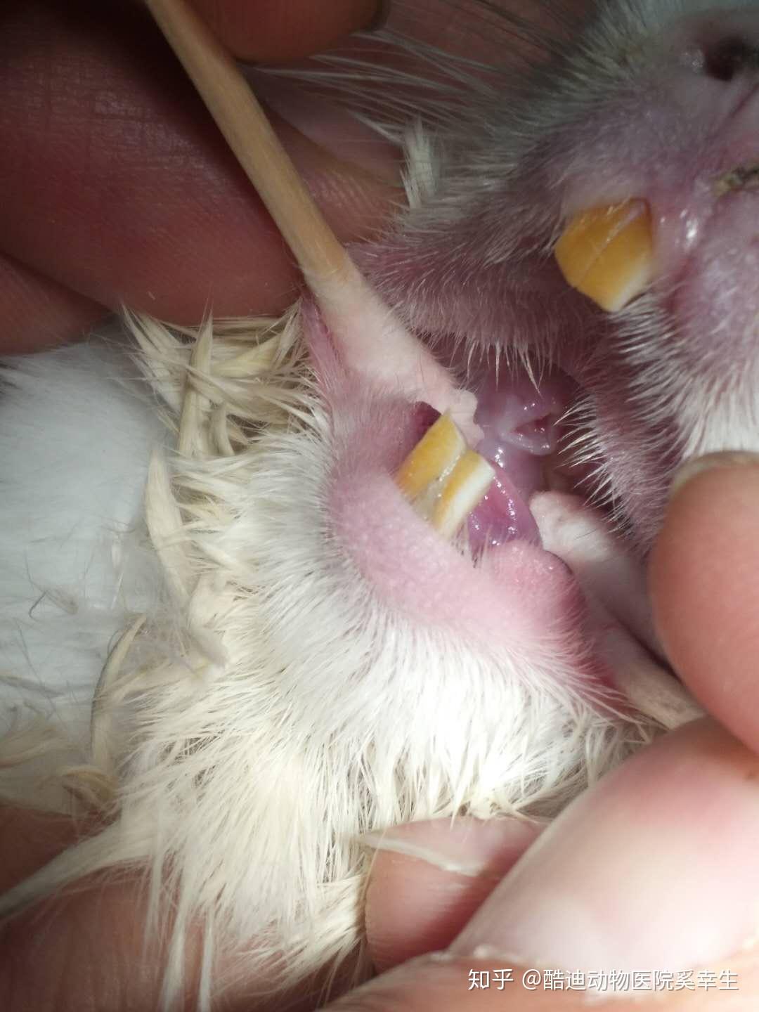 龙猫口腔疾病 - 知乎