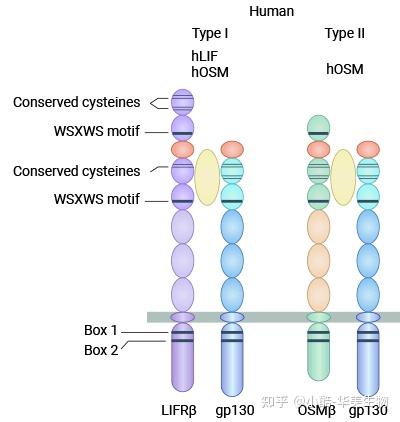 抑瘤素M (OSM): 白介素IL-6细胞因子家族成员,肿瘤、骨代谢、慢性炎症性等疾病的潜力靶点? - 知乎