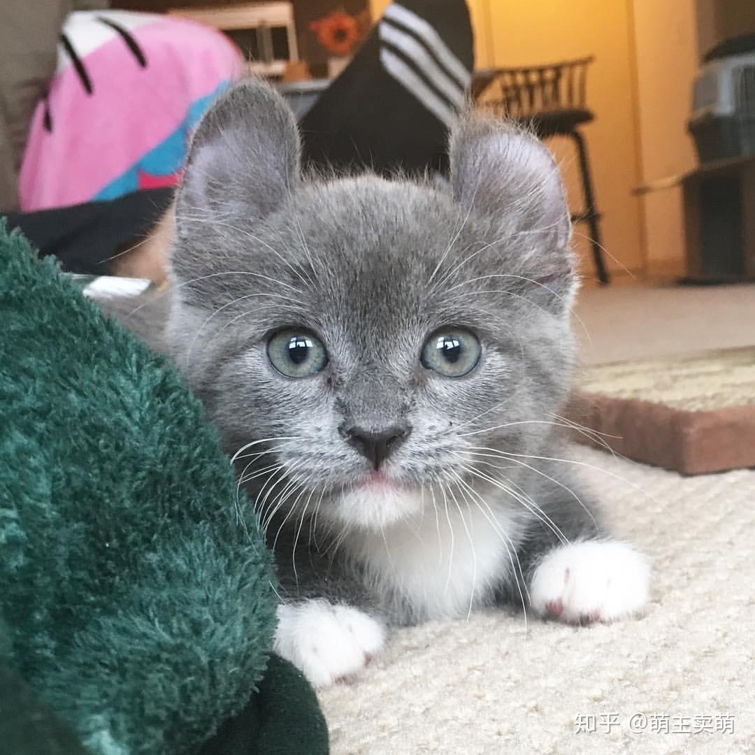 这呆萌可爱的小短腿是卷耳英短蓝猫呢
