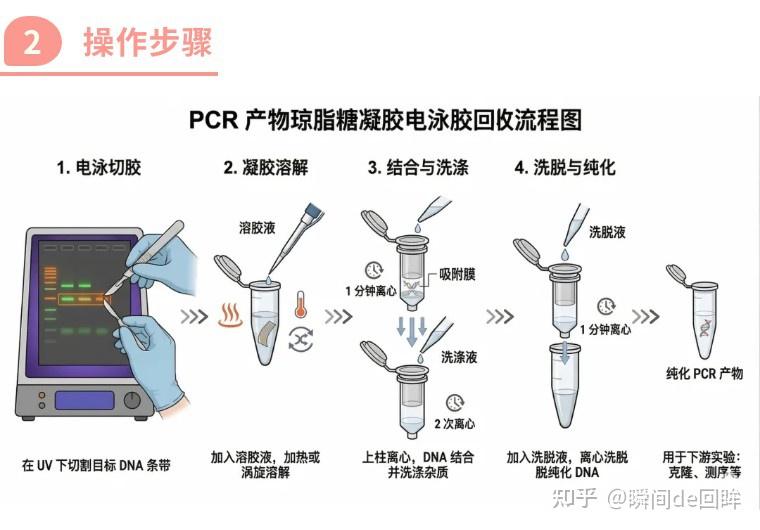 实验技术 | PCR胶回收率低?PCR琼脂糖凝胶电泳及DNA回收技术详解 - 知乎