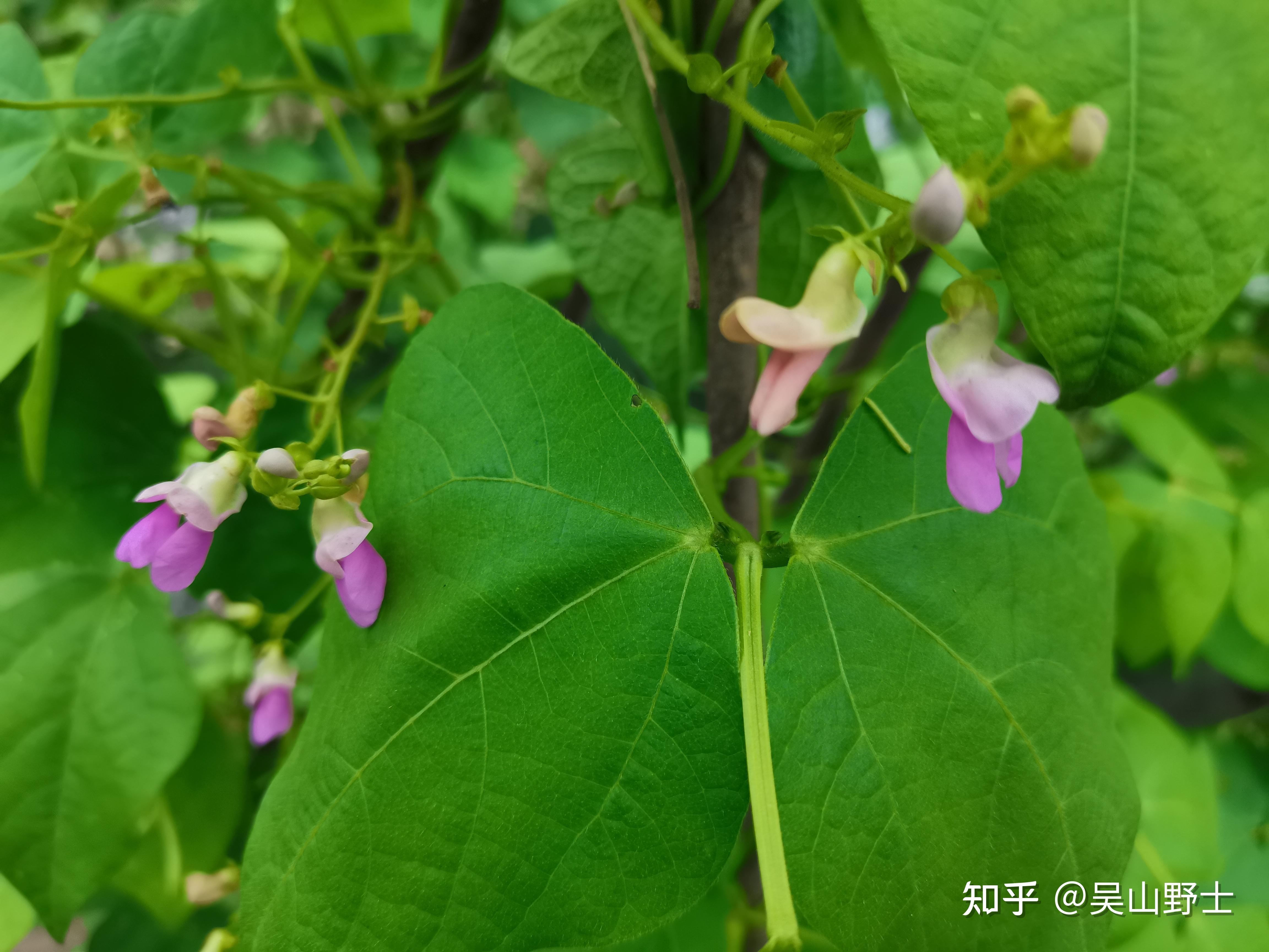 七绝菜豆花平水韵