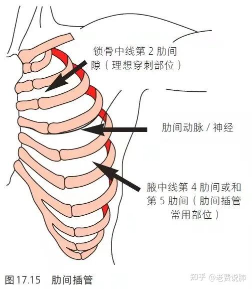 胸胁在哪个位置示意图图片