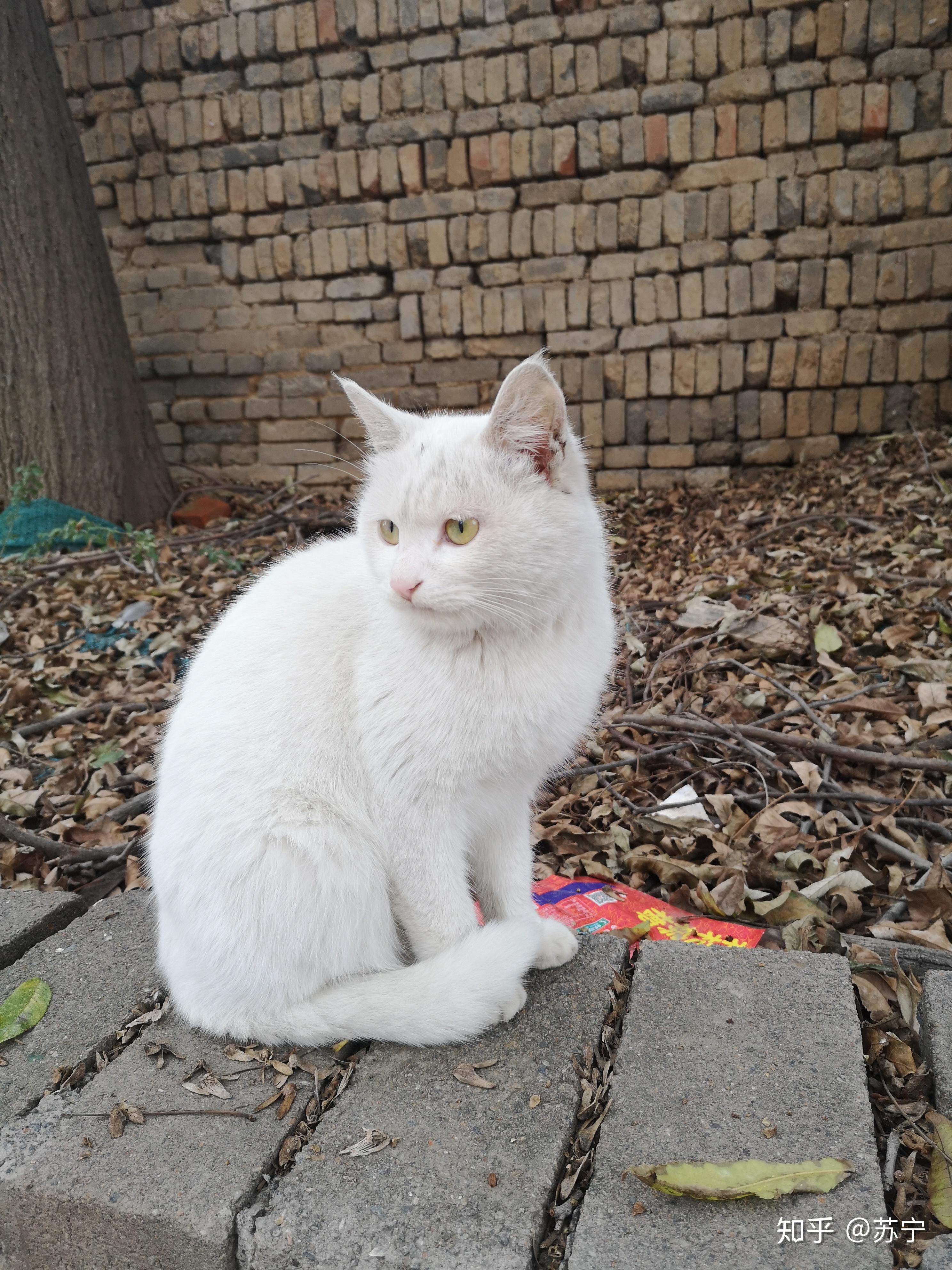 英短异瞳白猫罕见吗