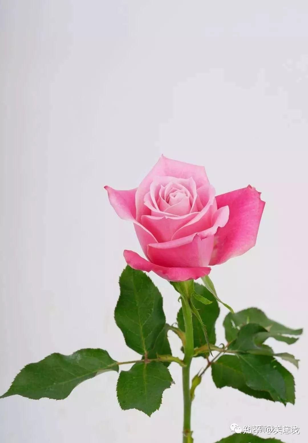 泰姬玫瑰双色渐变玫瑰的代表爱情的象征花色清丽叶片清秀