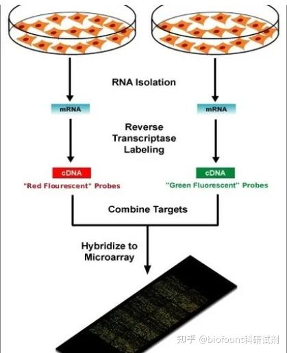 DNA微阵列如何在基因组学研究中应用 - 知乎