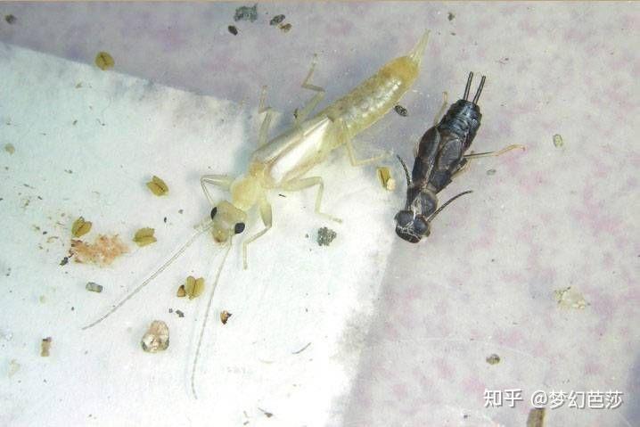 蠼螋,俗称耳夹子虫,剪刀虫,英文叫做earwigs - 知乎