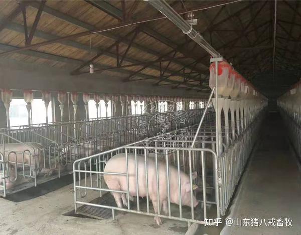 500头自繁自养猪场的规划及预算 - 知乎