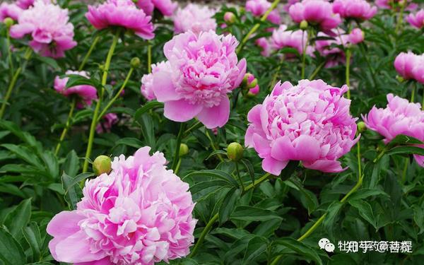 五月花神之芍药品种介绍 图文 知乎