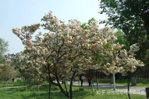 又是一年樱花季,来了解一下日本早樱和晚樱吧~~ - 知乎