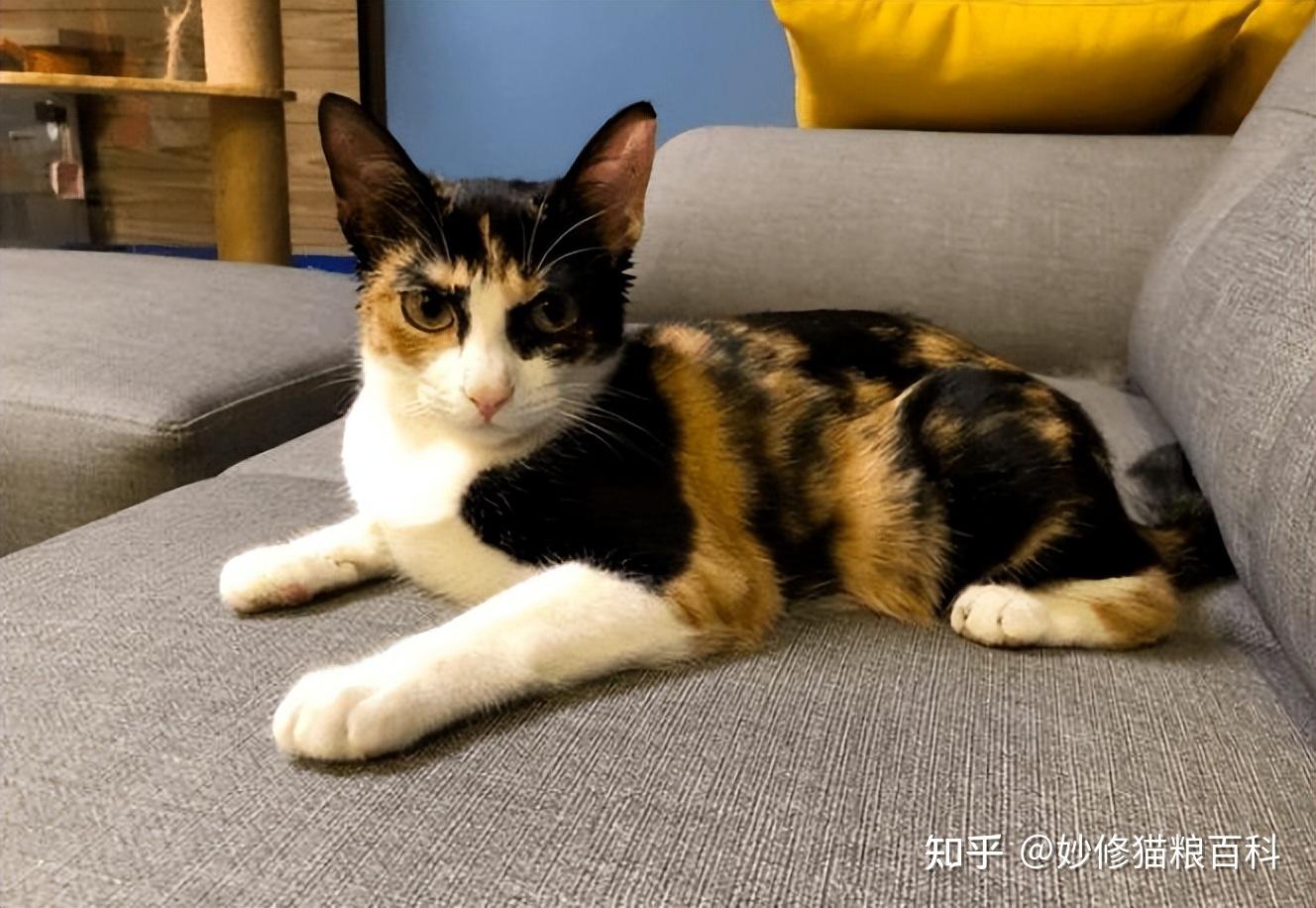原来“三花猫”这么可怕!养过的人都说:不想再养了 - 知乎