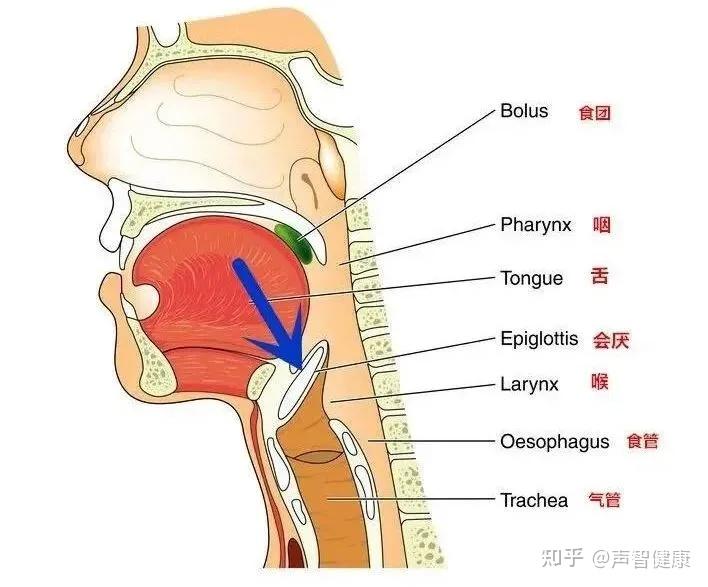 咽喉在哪里图片