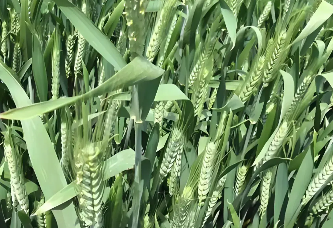 小麦扬花后多少天灌浆?抓住10-15天黄金期,做好4点管理,粒大饱满产量高 - 知乎