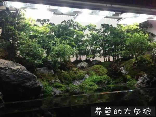 水草缸雨林缸造景在夹缝中求生存的水陆缸集两家之长