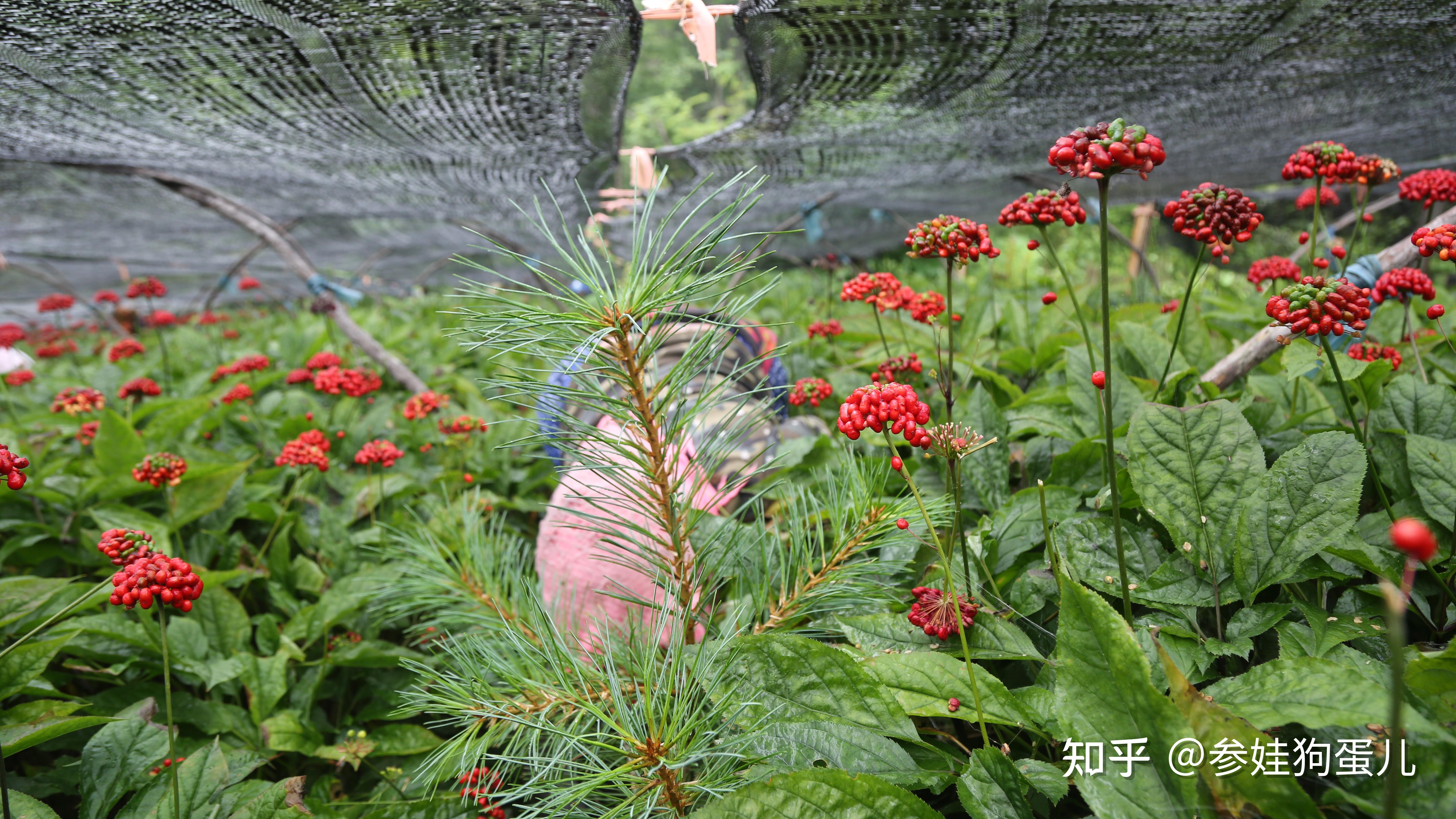 为何东北人参把宝卖成了草