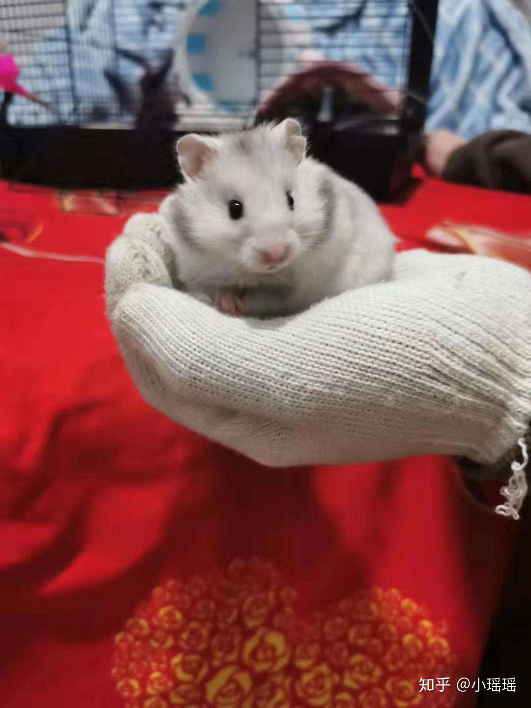 长毛纯银可爱吗第一次养仓鼠奥