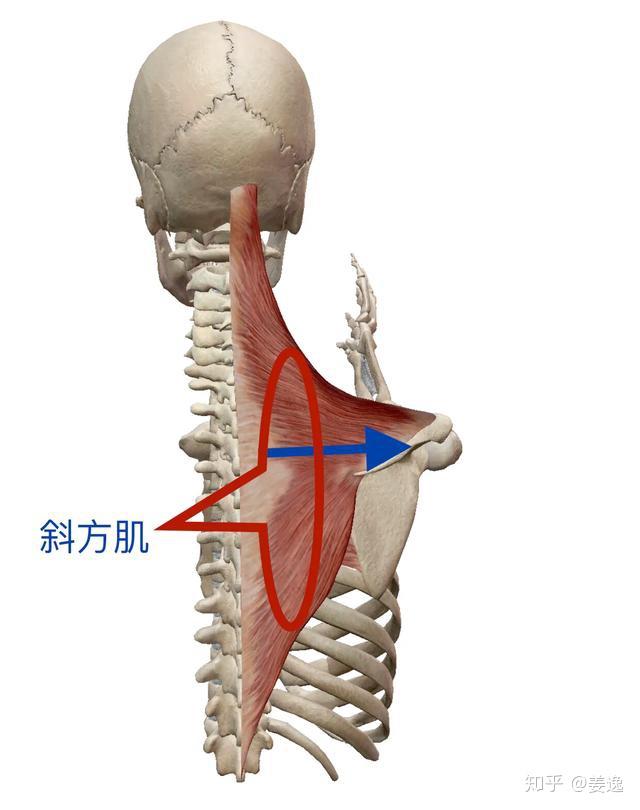 頸椎僵硬咯咯直響頸後骨肉發涼怎麼辦