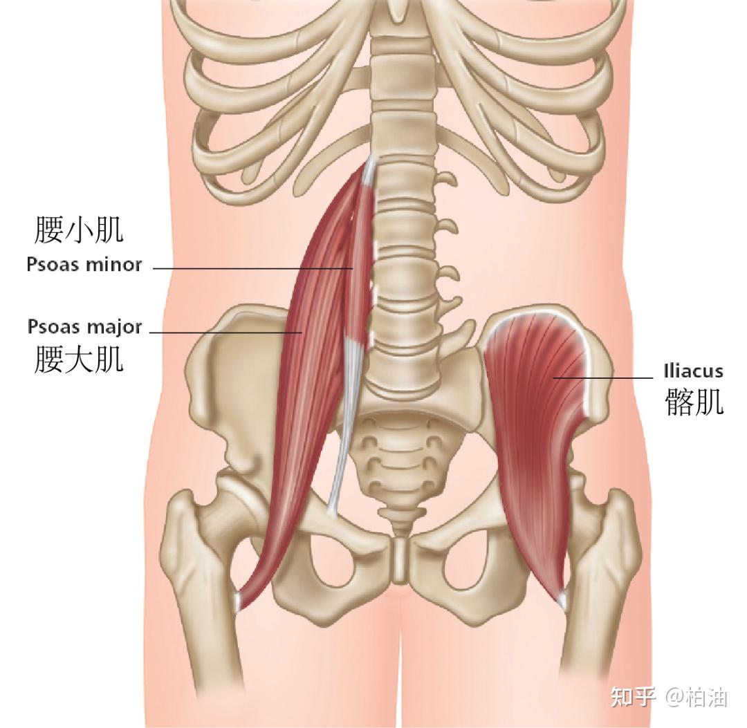 怎么加强髂腰肌 v2-bb3eb6f594e3313878e066fe007a19ee_r.jpg