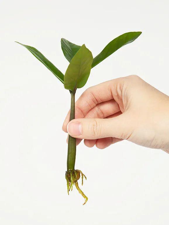 植物扦插，看这！ - 知乎