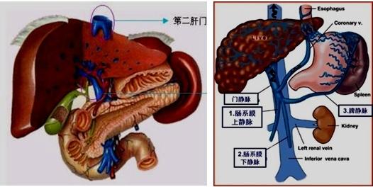 第二肝门——肝静脉汇入下腔静脉处