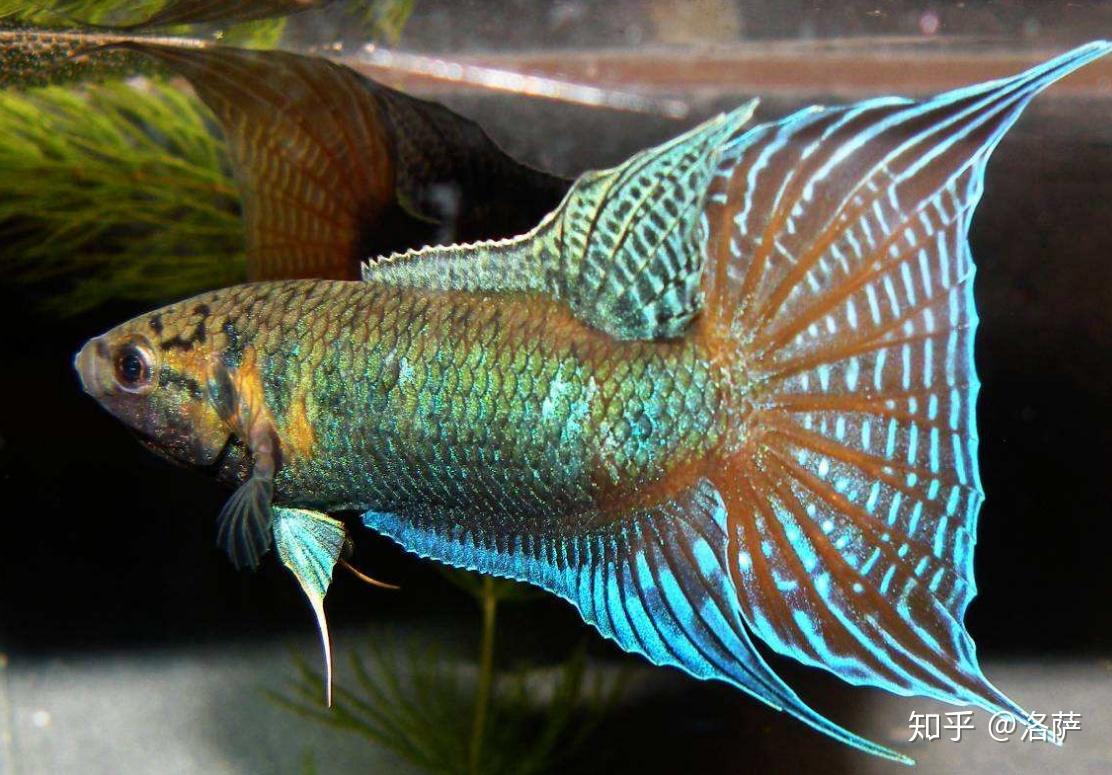 一条美丽的蓝色尾巴的热带鱼免抠PNG素材