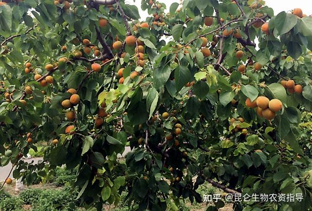 杏树的生长过程图片
