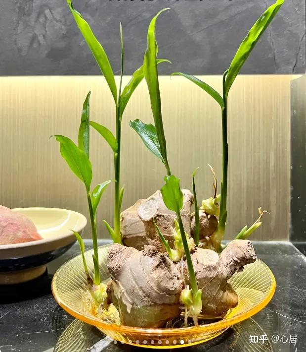 我在工位上水培“生姜”,打下一桶姜山,同事纷纷效仿 - 知乎