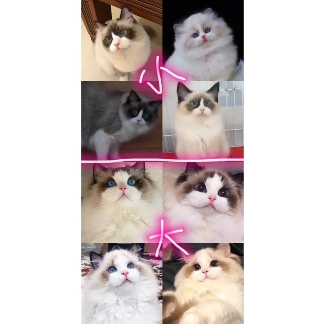 布偶猫开脸和不开脸的区别?买前必看! - 知乎