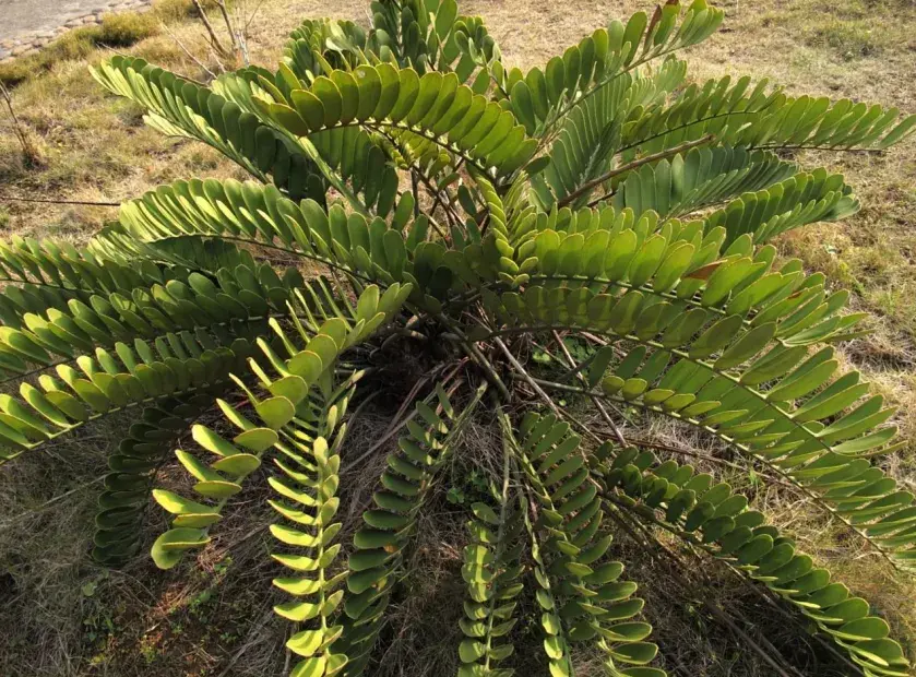 墨西哥铁树(美叶凤尾蕉)的鉴赏与栽培 - 知乎