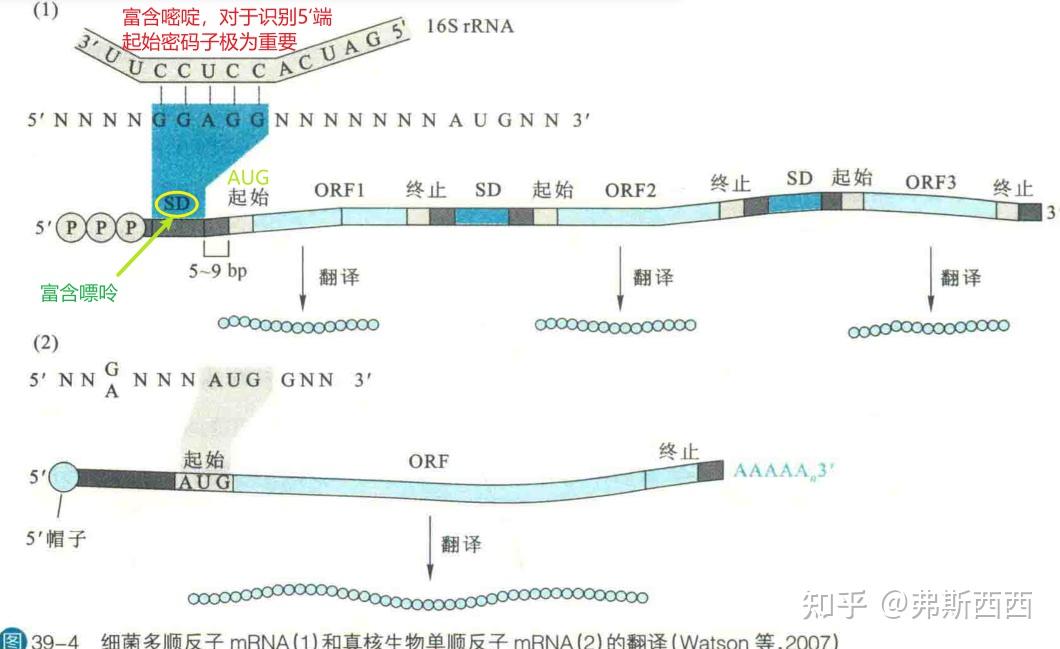 生化整理——DNA的转录和翻译 - 知乎