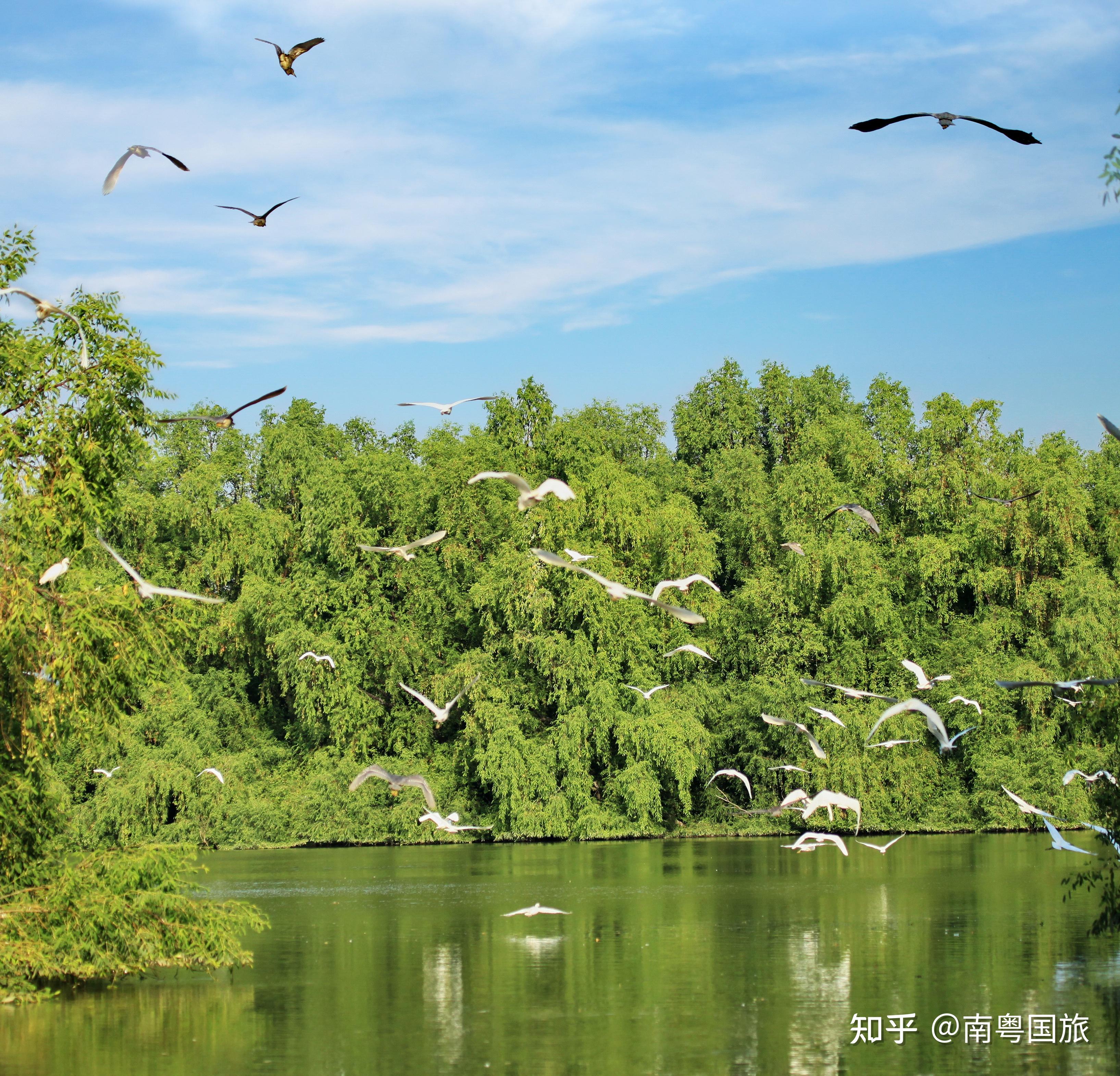 南沙湿地公园候鸟图片