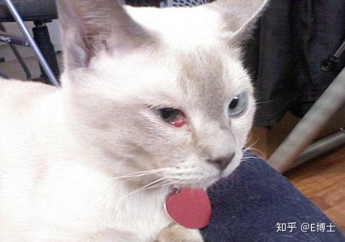 樱桃眼听着很美?其实它让猫咪很痛苦!