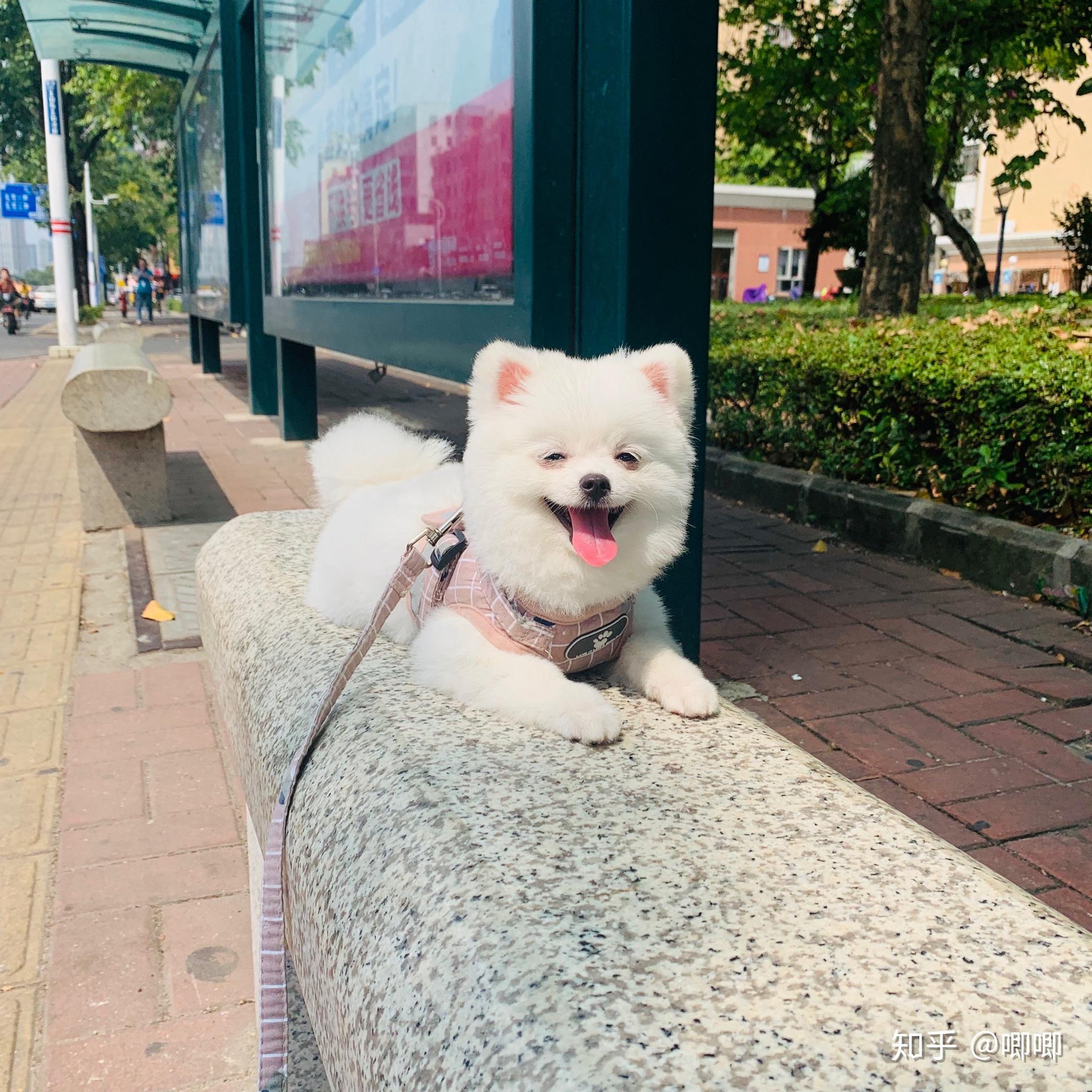 博美较其他小型犬的优点是什么,博美为什么好? - 知乎