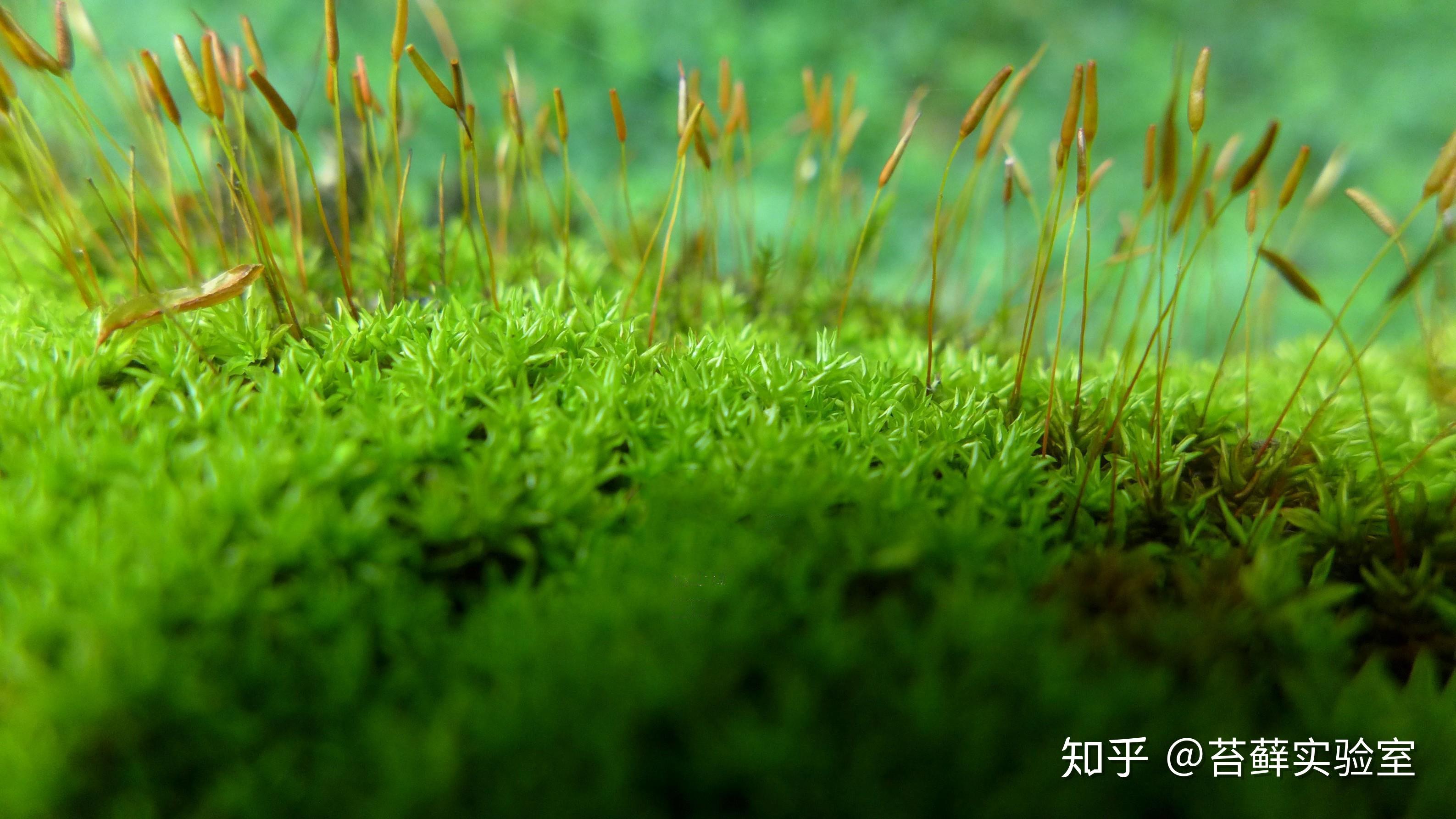 身边的苔藓植物——砂藓（星星藓） - 知乎