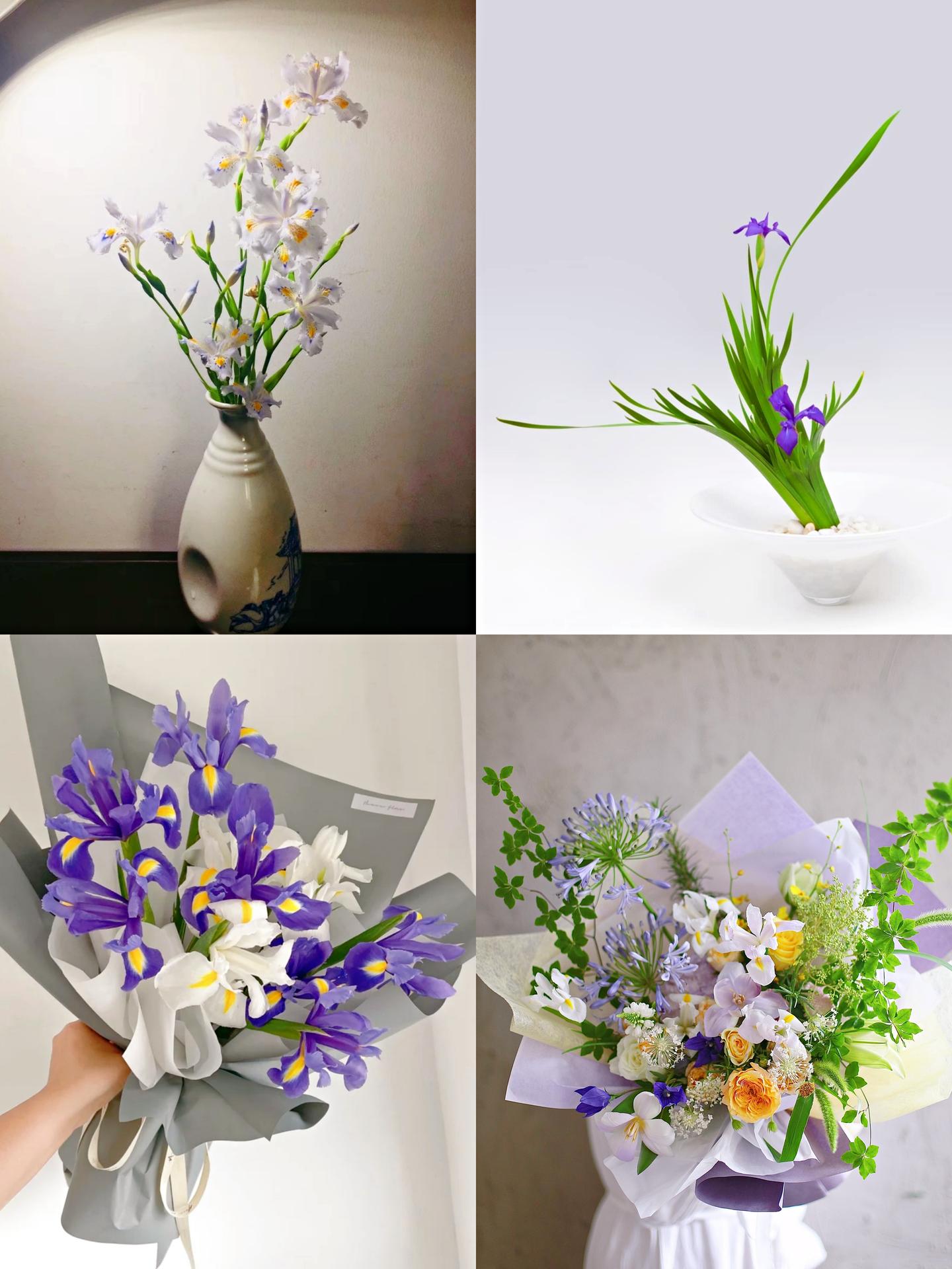 鸢尾鲜切花的种类介绍花艺培训花材认识