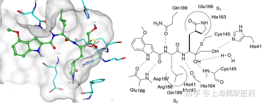 rupintrivir与sars-mol2的分子结构.偶然?