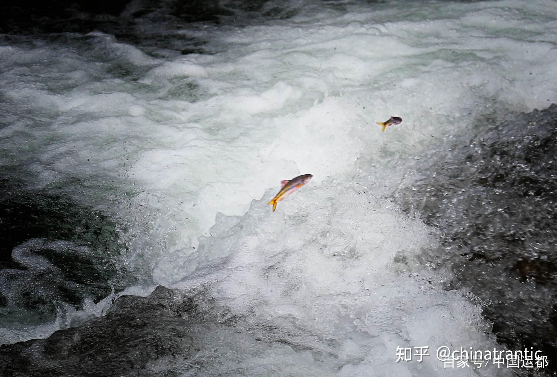 威海运都海识鲤鱼跃龙门