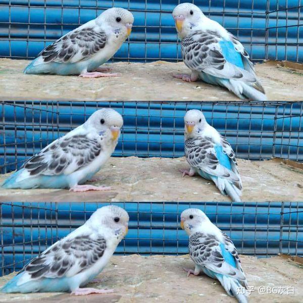 虎皮鹦鹉基因原理 - 亮飞羽派特（Clearflight Pied） - 知乎