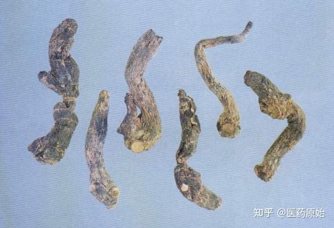 带你识别黄精 - 知乎