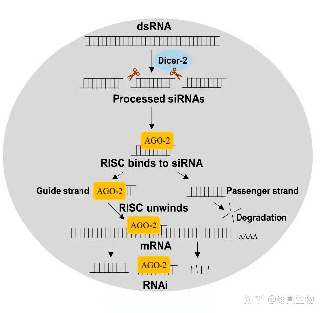 三种RNA示意图图片