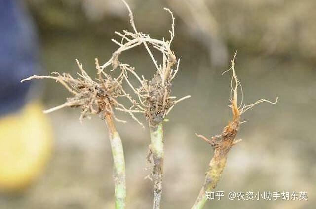 大棚蔬菜重茬根腐用什么药效果好黄叶死苗烂根怎么处理软腐烂根防治