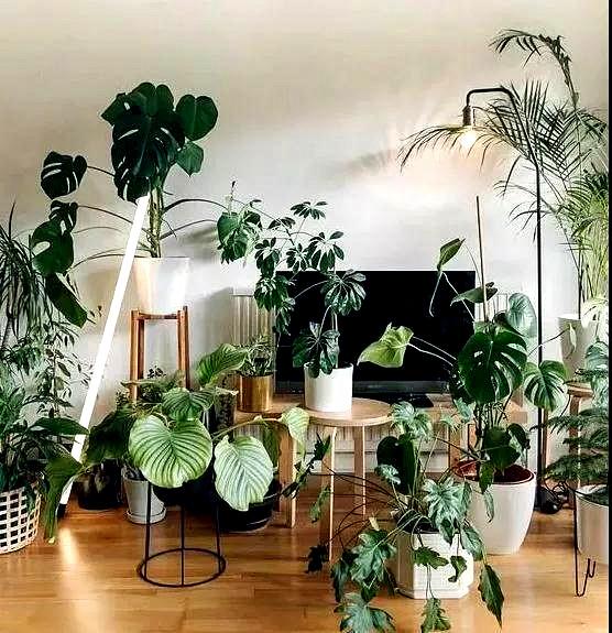 最好养绿植大全 知乎 最好养绿植大全 知乎