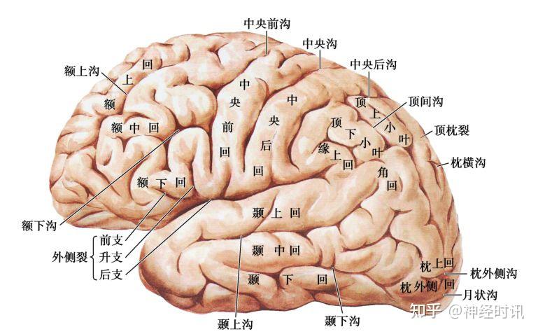 临床神经解剖学精讲 — [太详细了] - 知乎