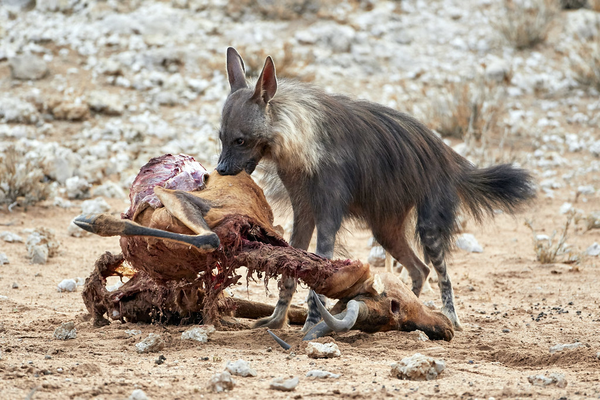 动物篇82食肉目猫型亚目中