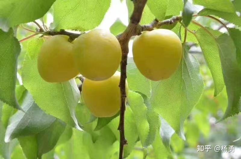 新疆印象--库车小白杏