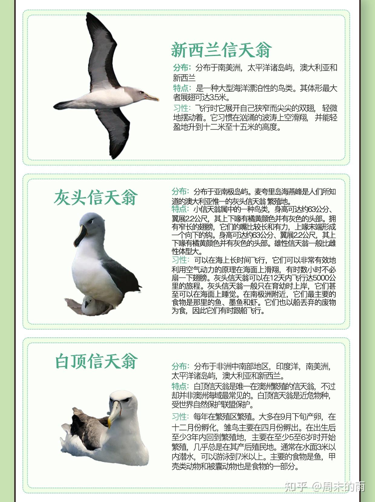 长寿又忠贞的动物-----信天翁 - 知乎