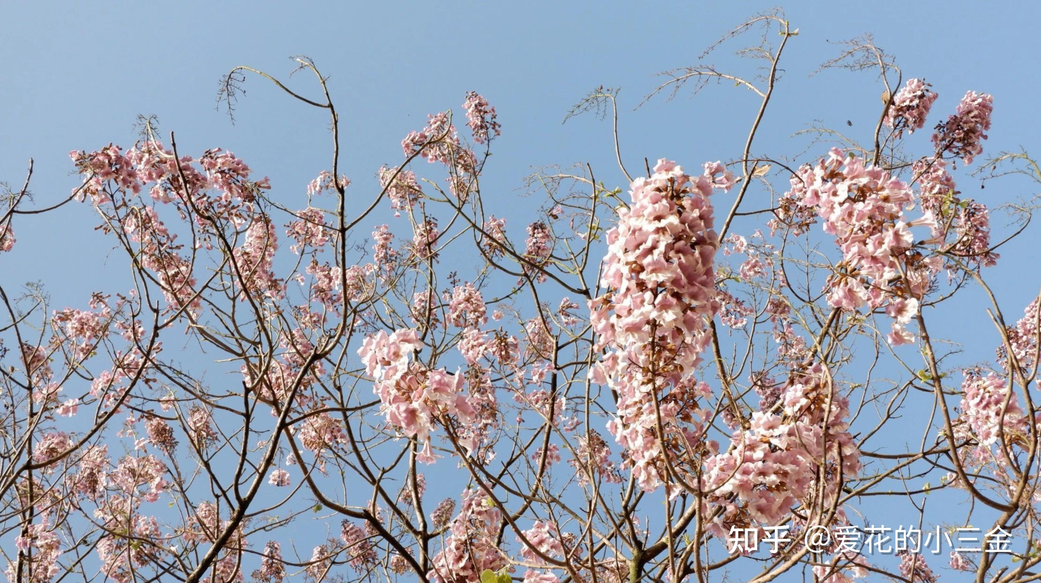 泡桐属共有7种,其中我们最常见的是白花泡桐