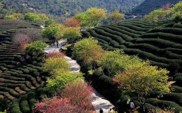 中国四大茶叶产区之江北茶区