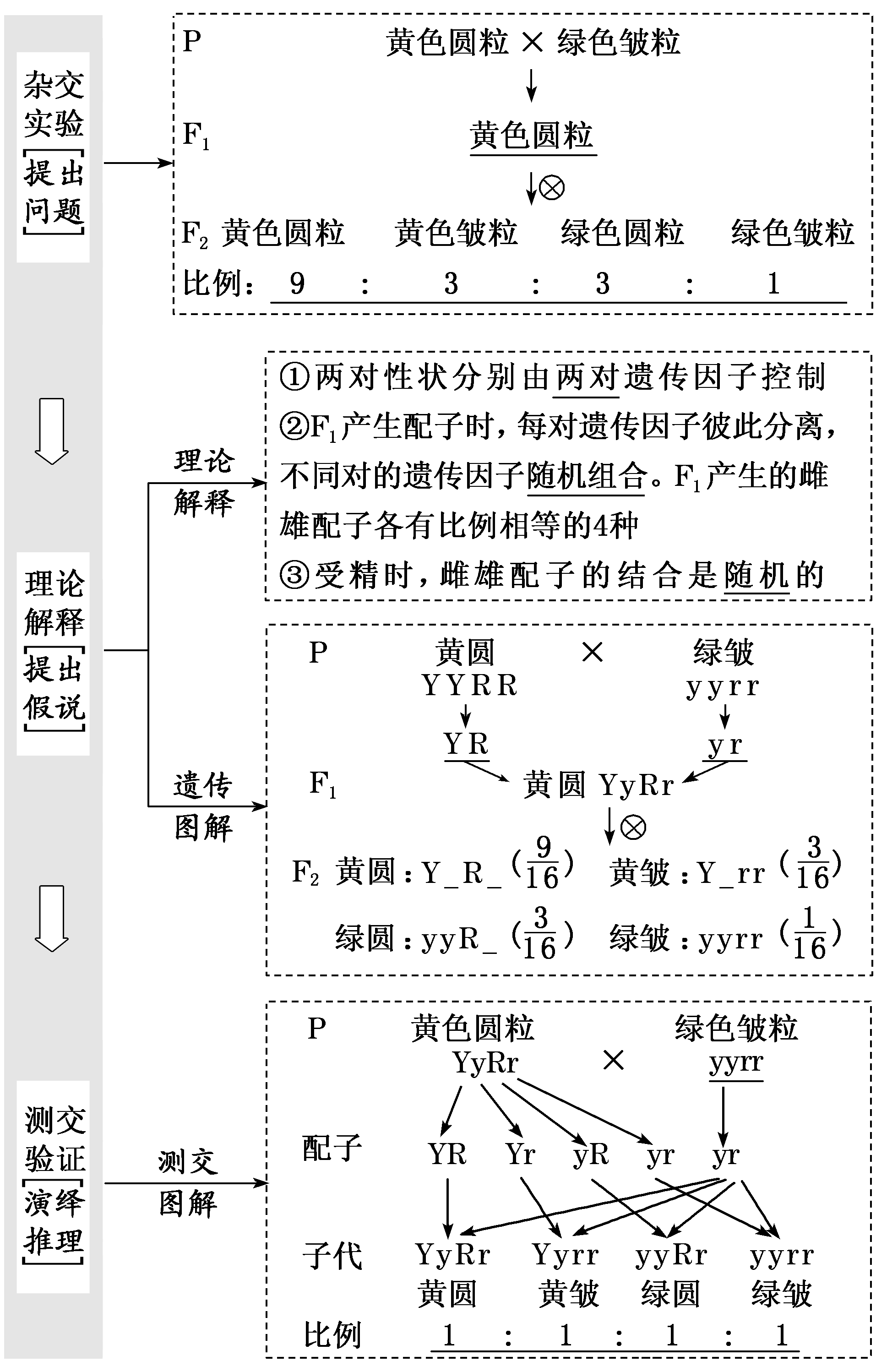 3 阐明有性生殖中基因的分离和自由组合使得子代的基因型和表现型有多